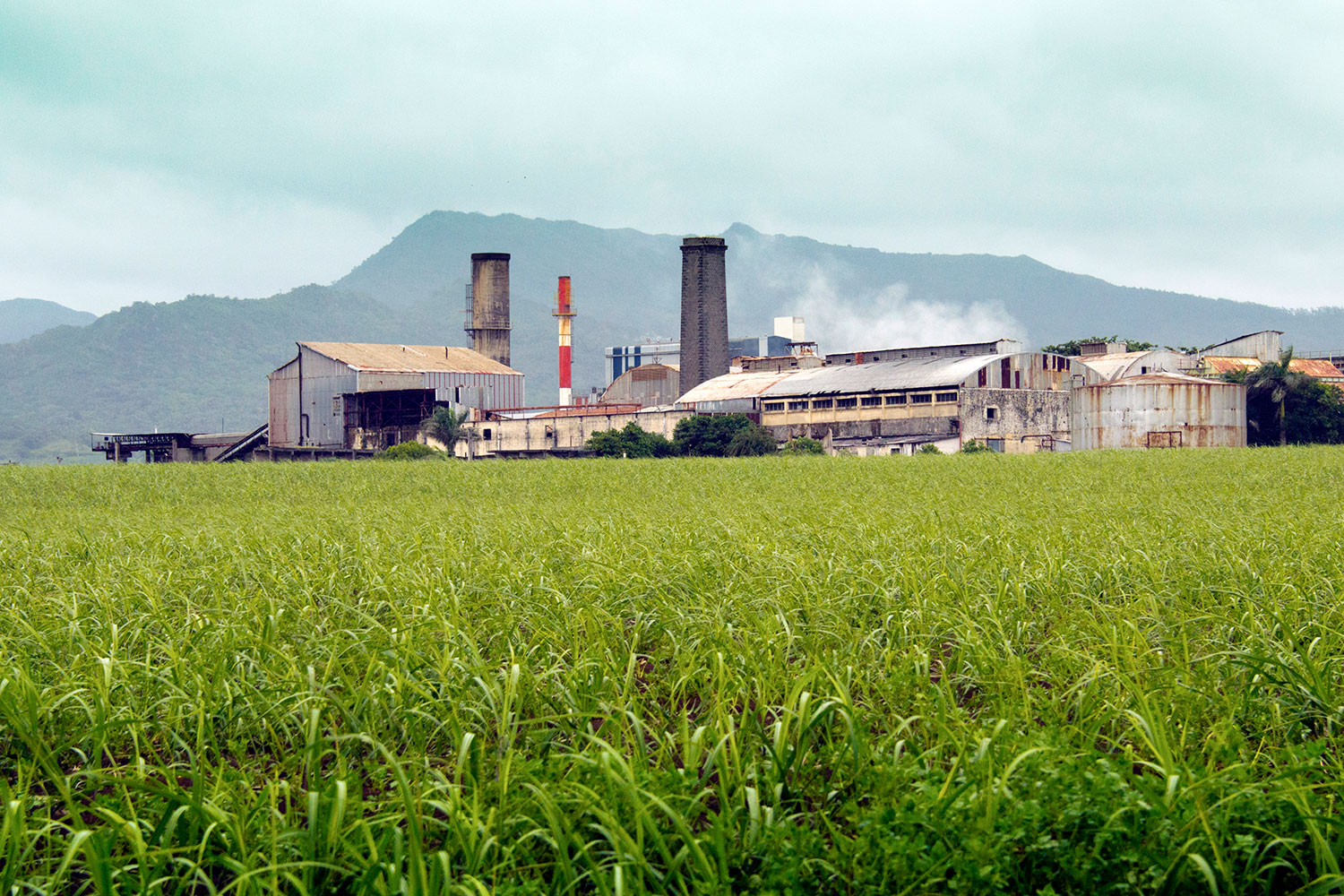 Cane Sugar Processing Chemicals